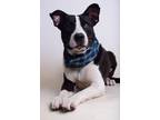 Adopt 23-422D Everest a Black Collie / Mixed dog in Thibodaux, LA (39162238)