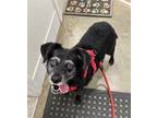Adopt BellaBella NJ a Pug / Dachshund / Mixed dog in Rockaway, NJ (39123962)