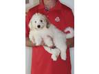 Adopt Stuart a White Aussiedoodle / Miniature Poodle / Mixed dog in Pittsburgh