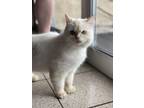 Adopt Arrabiato a Cream or Ivory Persian / Domestic Shorthair / Mixed (long