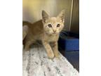 Adopt Willy a Tan or Fawn Domestic Shorthair / Domestic Shorthair / Mixed cat in
