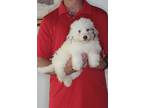 Adopt Sam a White Aussiedoodle / Miniature Poodle / Mixed dog in Pittsburgh