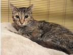 Adopt Gwen a Brown Tabby Domestic Shorthair (medium coat) cat in Upper Falls