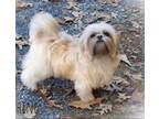 Adopt Rayah a White Shih Tzu / Mixed dog in Manhasset, NY (39161535)