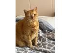 Adopt Roxy a Orange or Red Tabby Domestic Shorthair / Mixed (short coat) cat in
