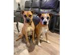 Adopt Dozer and Brodie (bonded) a Boxer / Mixed dog in Fenton, MO (39162179)