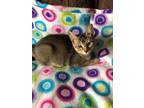 Adopt Raz a Brown Tabby Domestic Shorthair (short coat) cat in Haltom City