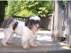 Adopt Derby a White - with Black Shih Tzu / Mixed dog in Manhasset