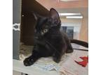 Adopt Nike a All Black Domestic Shorthair / Domestic Shorthair / Mixed cat in