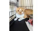 Adopt Nehi a Orange or Red Domestic Shorthair / Domestic Shorthair / Mixed cat