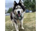 Adopt Ellie a Black Husky / Mixed dog in Wheaton, IL (39155533)