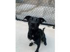 Adopt Maggi a Black Retriever (Unknown Type) / Mixed dog in Batavia