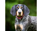Adopt Josey a Black Black and Tan Coonhound / Mixed dog in Reisterstown