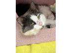 Adopt Indica a Gray or Blue Domestic Mediumhair / Domestic Shorthair / Mixed cat