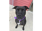 Adopt Justice a Black American Staffordshire Terrier / Mixed dog in Monticello