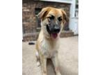 Adopt Zoey a Tan/Yellow/Fawn - with Black German Shepherd Dog / Mixed dog in