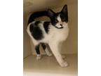 Adopt Farrah a Brown or Chocolate Domestic Shorthair / Domestic Shorthair /