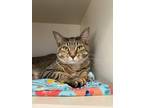 Adopt Alexis a Brown or Chocolate Domestic Shorthair / Domestic Shorthair /