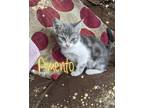 Adopt Pimento a Gray, Blue or Silver Tabby Domestic Shorthair (short coat) cat
