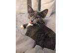 Adopt Kitty Phillip a Gray, Blue or Silver Tabby Domestic Shorthair (short coat)