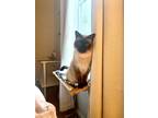 Adopt Siamere a Brown or Chocolate (Mostly) Siamese / Mixed (short coat) cat in