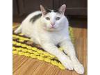 Adopt Taco Kiki a Gray or Blue Domestic Shorthair / Mixed cat in Newark