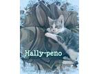 Adopt Hally-peno a Gray, Blue or Silver Tabby Domestic Shorthair (short coat)