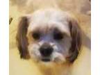Adopt henry a Tan/Yellow/Fawn - with White Shih Tzu / Mixed dog in las vegas
