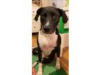 Adopt Zelda a Black - with White American Staffordshire Terrier / Treeing Walker