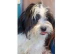 Adopt orion a White - with Black Shih Tzu / Mixed dog in las vegas