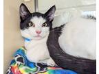 Adopt Panda a All Black Domestic Shorthair / Domestic Shorthair / Mixed cat in