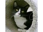 Adopt TUX a All Black Domestic Longhair / Domestic Shorthair / Mixed cat in