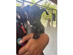 Adopt Roadie a Black American Pit Bull Terrier / Mixed dog in Raeford