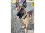 Adopt Chief a Tan/Yellow/Fawn Belgian Malinois / Black Mouth Cur / Mixed dog in