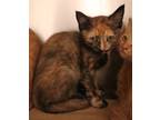 Adopt 82203 Velma a Orange or Red Domestic Mediumhair / Domestic Shorthair /