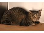 Adopt 81867 Kitty a Brown or Chocolate Domestic Shorthair / Domestic Shorthair /