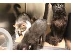 Adopt 81722 Pom Pom a Brown or Chocolate Domestic Mediumhair / Domestic