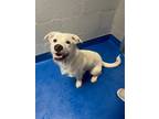 Adopt Cosmo a White Terrier (Unknown Type, Small) / Mixed dog in Lancaster