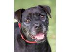 Adopt Ted (Cruz) (Cocoa Adoption Center) a Black Schnauzer (Standard) / Labrador