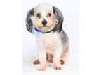 Adopt Rhett a Gray/Blue/Silver/Salt & Pepper Shih Tzu / Mixed dog in Tinley