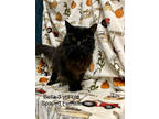 Adopt Bella a All Black Domestic Longhair / Domestic Shorthair / Mixed cat in