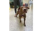Adopt Yoko a Brown/Chocolate American Pit Bull Terrier / Mixed dog in