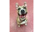 Adopt DOOLEY a Brindle American Pit Bull Terrier / Mixed dog in Frederick