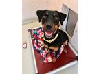Adopt POPPY a Black Rottweiler / Mixed dog in Frederick, MD (39161413)
