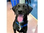 Adopt COOPER a Black Beagle / Mixed dog in Frederick, MD (39161411)