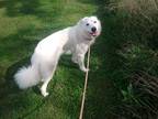 Adopt Avalanche a White Great Pyrenees / Mixed dog in Fallston, MD (39161296)