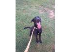 Adopt Wally a Black Retriever (Unknown Type) / Mixed dog in Fallston