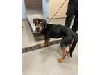 Adopt Hans a Black Rottweiler / Mixed dog in Wantagh, NY (39161337)