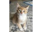 Adopt David Bowie a Orange or Red Tabby Domestic Shorthair (short coat) cat in