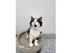 Adopt Joker a Domestic Shorthair / Mixed (short coat) cat in Angola